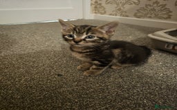 American Shorthair cats for sale: American Shorthair - Image 4