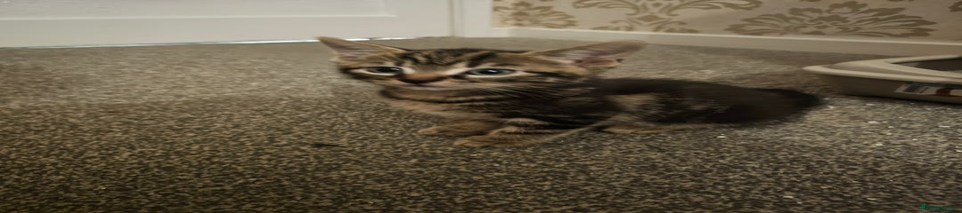 American Shorthair Kitten 2