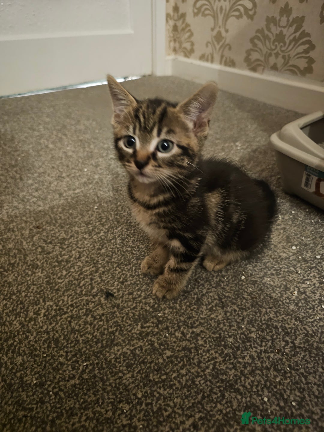 American Shorthair cats for sale: American Shorthair - Image 4