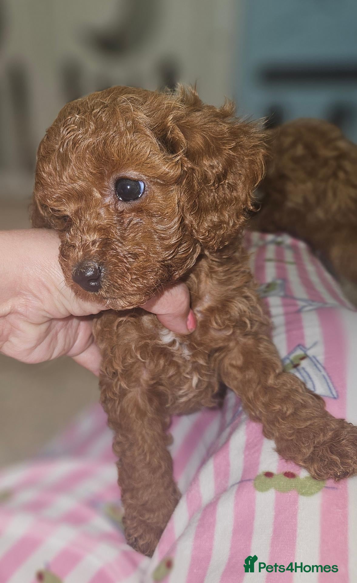Cavapoo dogs Licensed breeder 1 girl, tiny toy red cavapoos  - Advert 2