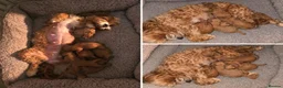 Cavapoo dogs for sale: Extensive health tested F1B Cavapoo puppies  - Advert 5