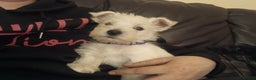 West Highland Terrier dogs for sale: We have 1 wee girl available  - Advert 3