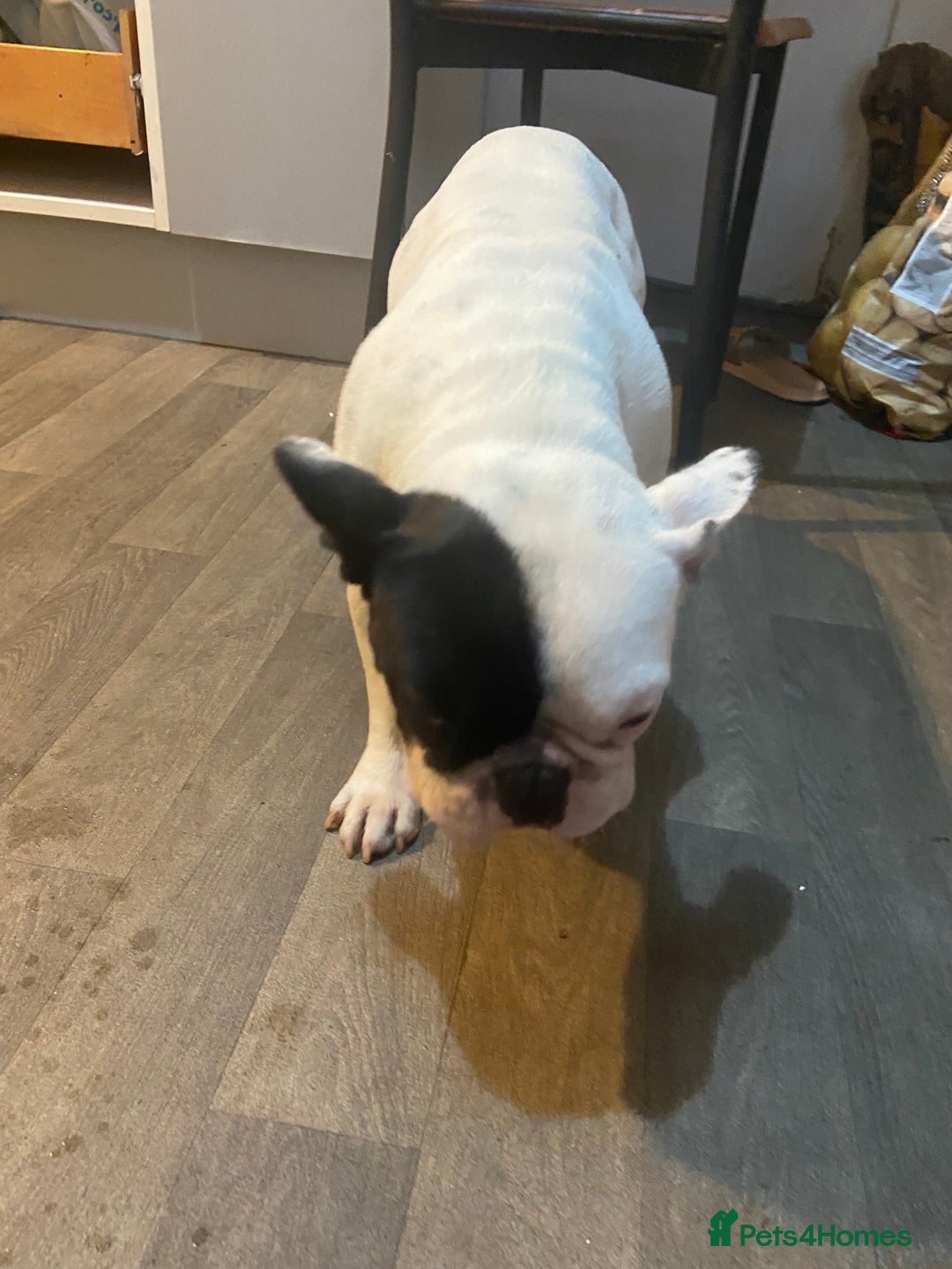 French Bulldog dogs for sale: Mr alin - Image 6