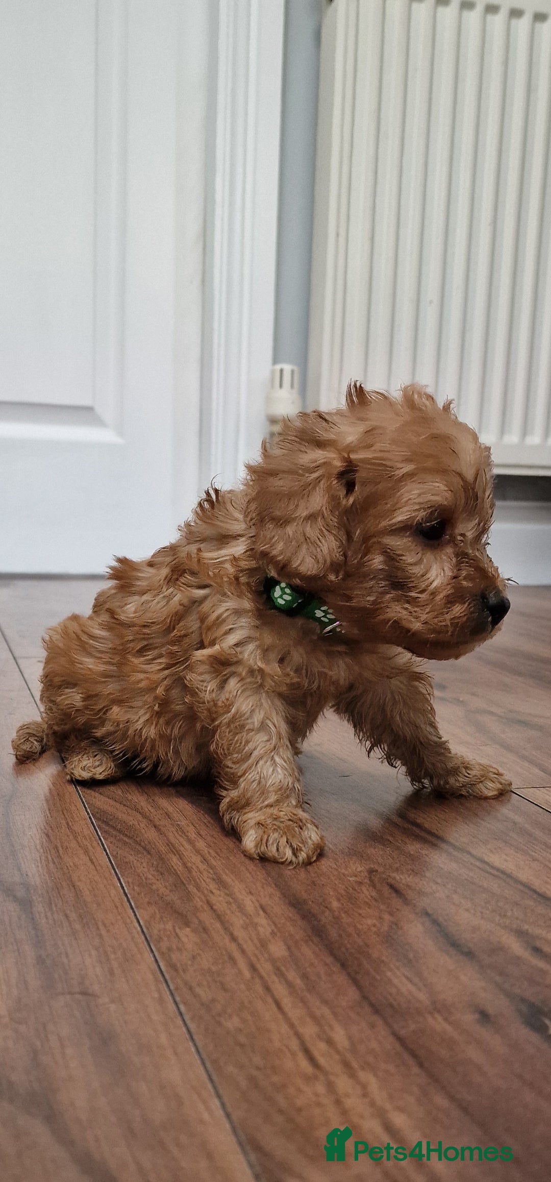 Cockapoo dogs for sale: Cockapoo - Image 6
