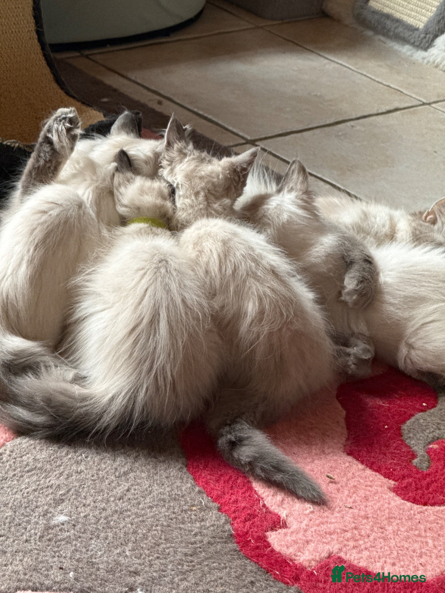 Ragdoll cats Ragdoll Kittens READY NOW - Advert 1
