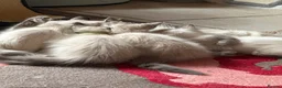 Ragdoll cats for sale: Ragdoll Kittens READY NOW - Advert 2