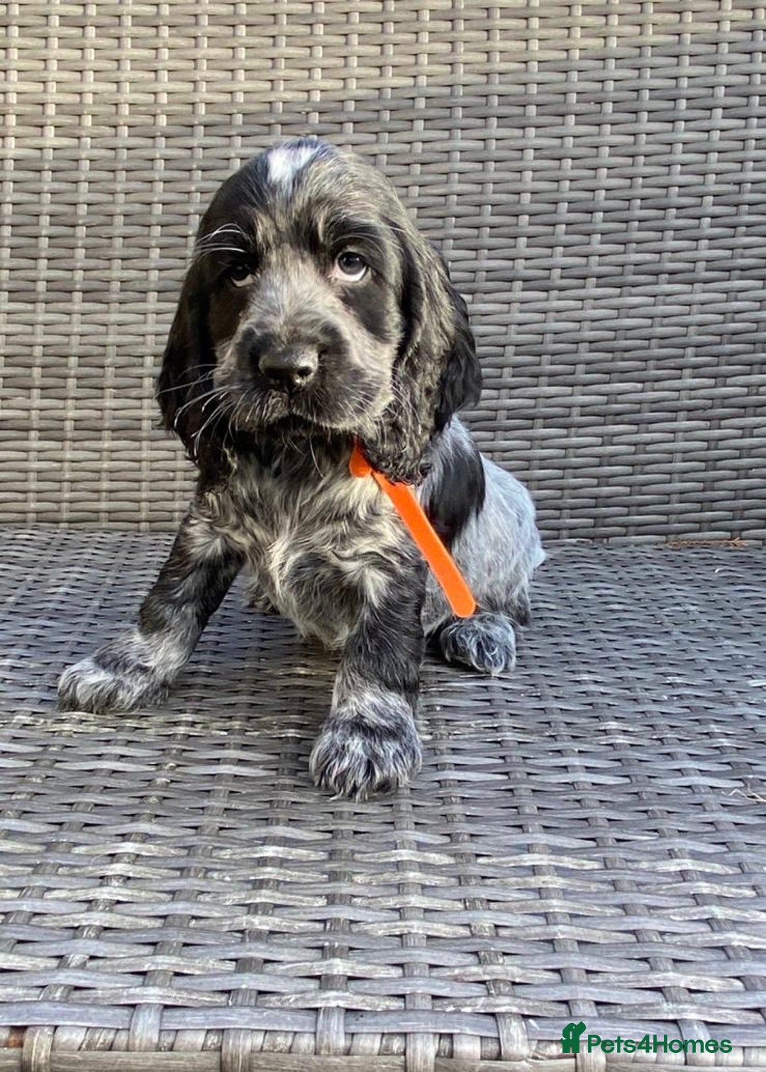 Cocker Spaniel dogs for sale: KC Registered Cocker Spaniel Pups For Sale - Advert 3