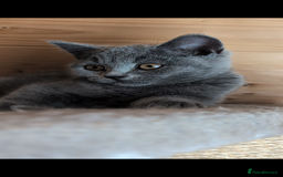 British Shorthair cats for sale: Ready now BSH kittens - Image 4