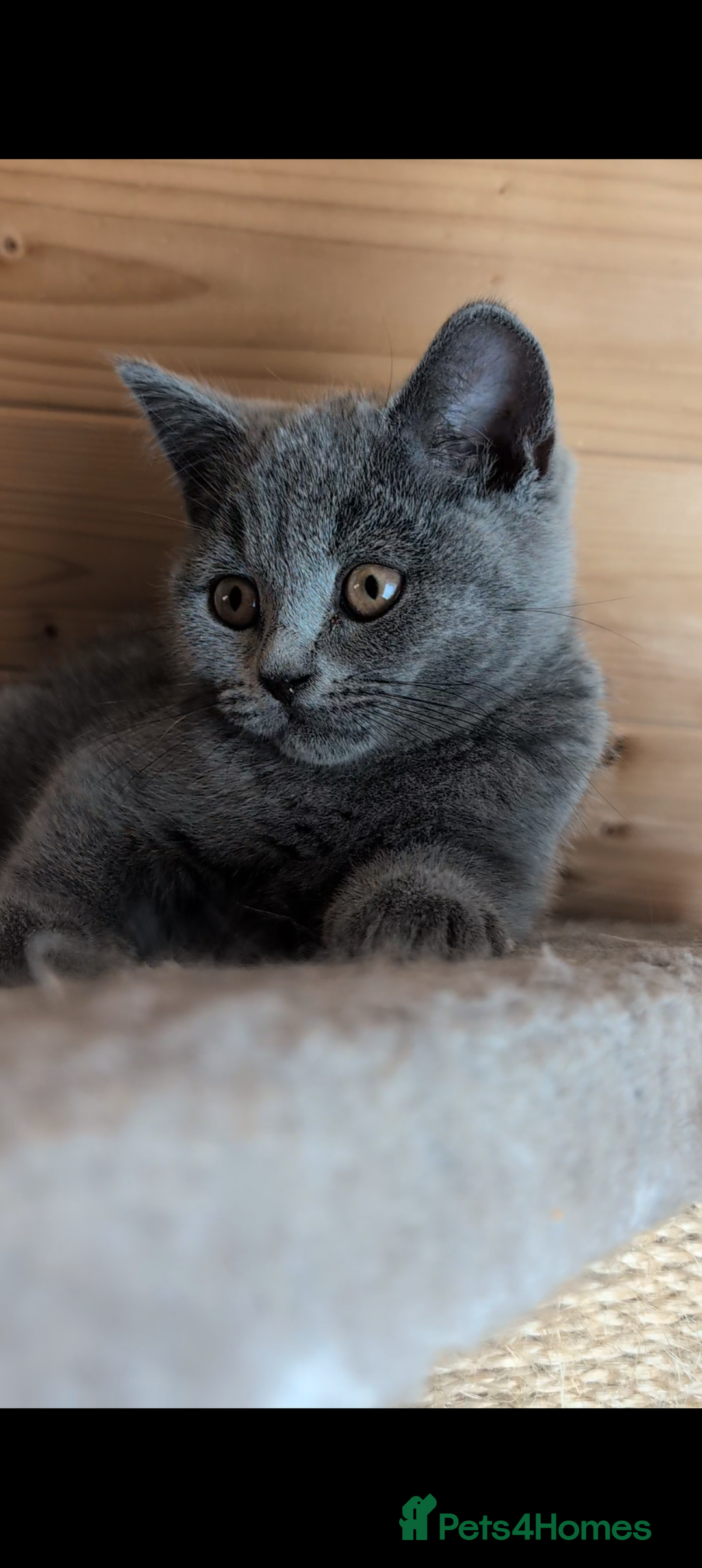 British Shorthair cats for sale: Ready now BSH kittens - Image 4