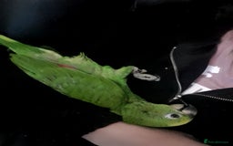 Parrots birds for sale: Amazon parrot for sale  - Image 21