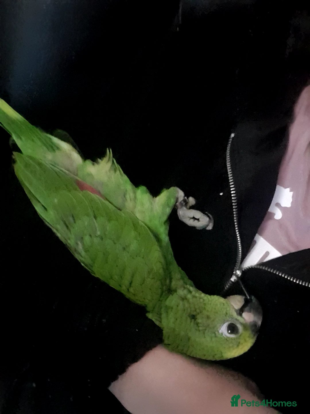 Parrots birds for sale: Amazon parrot for sale  - Image 21