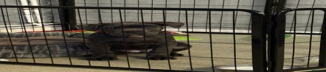 Cane Corso Puppy 1