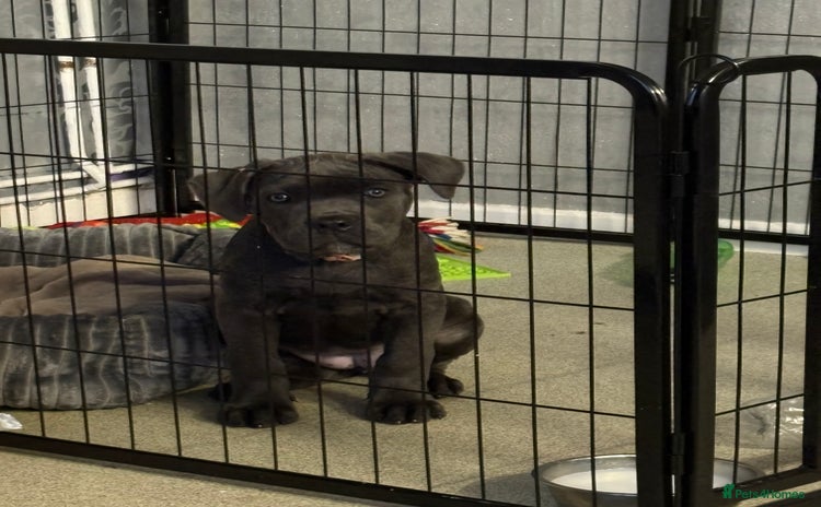 Cane Corso dogs - Advert 1