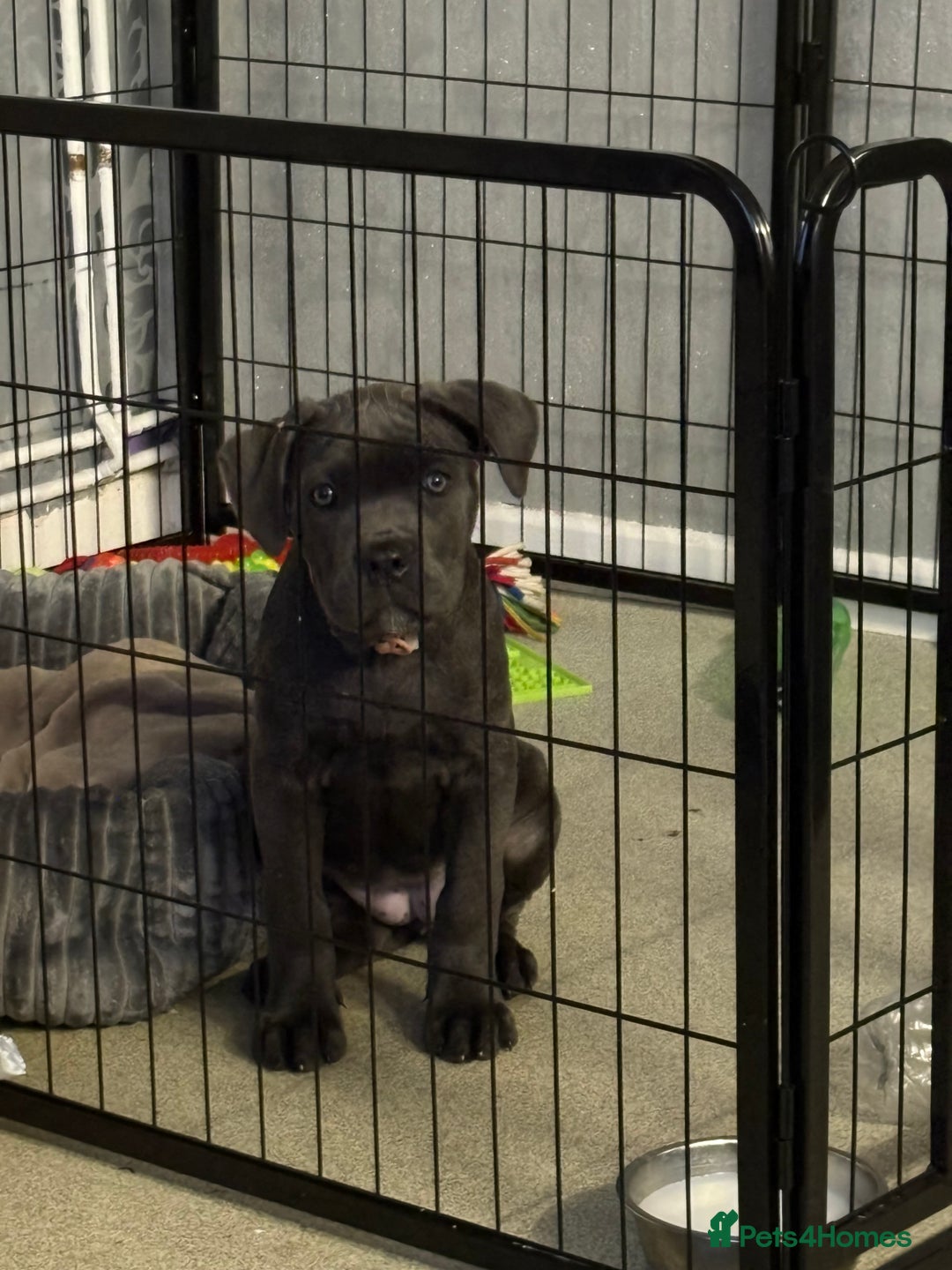 Cane Corso dogs for sale: 1 full blue female cane corso 9wks ready now - Image 1