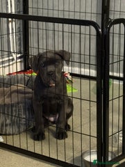 Cane Corso Puppy 1