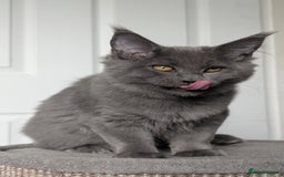 Maine Coon cats for sale: Maine coon kitten. Tica registered - Image 15