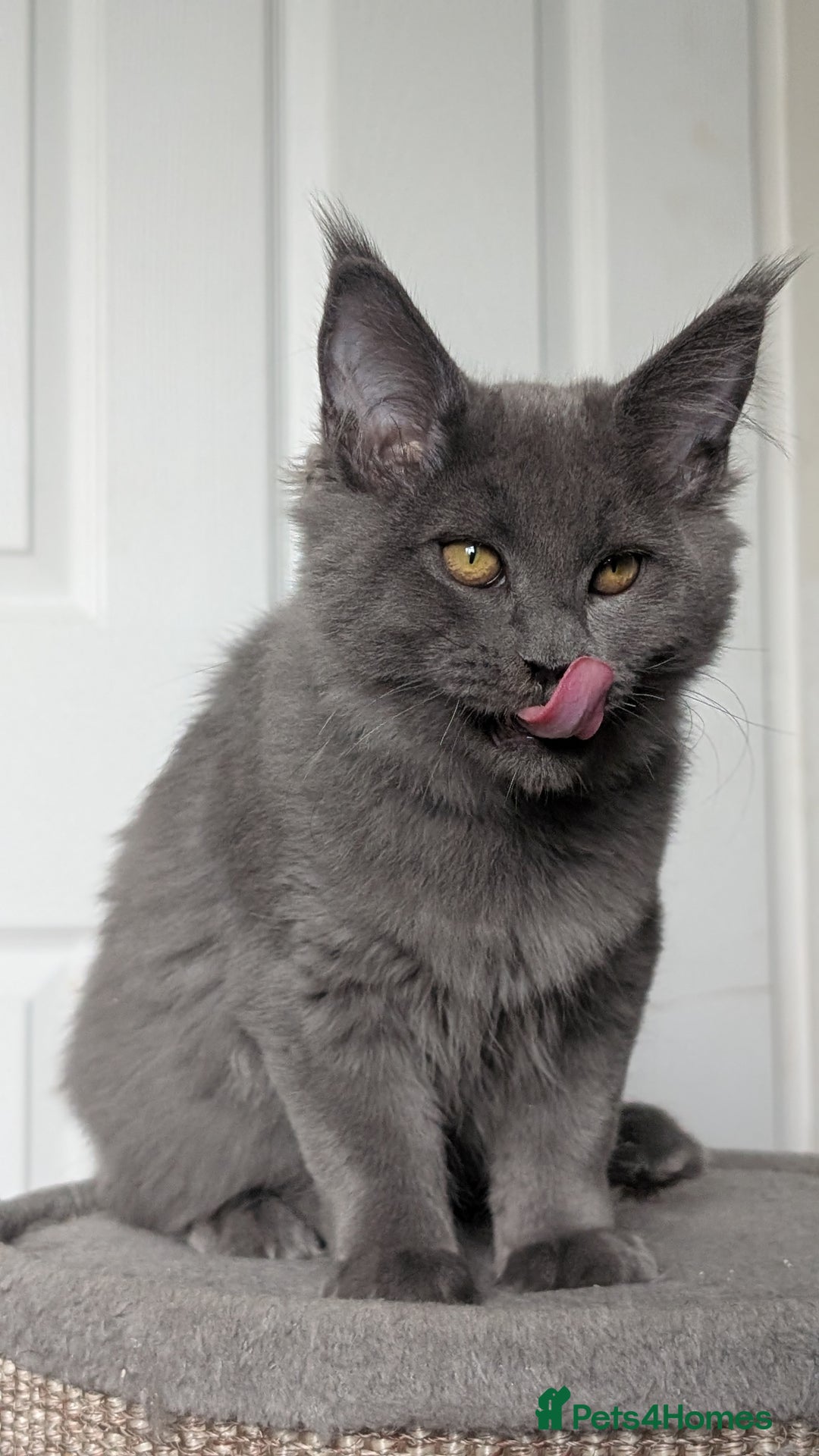 Maine Coon cats for sale: Maine coon kitten. Tica registered - Image 15