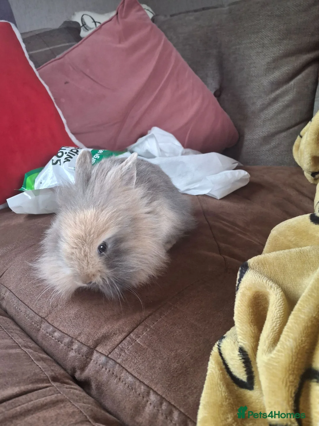 Mixed Breed rabbits for sale: Lionhead lops rabbits in Dudley - Advert 4