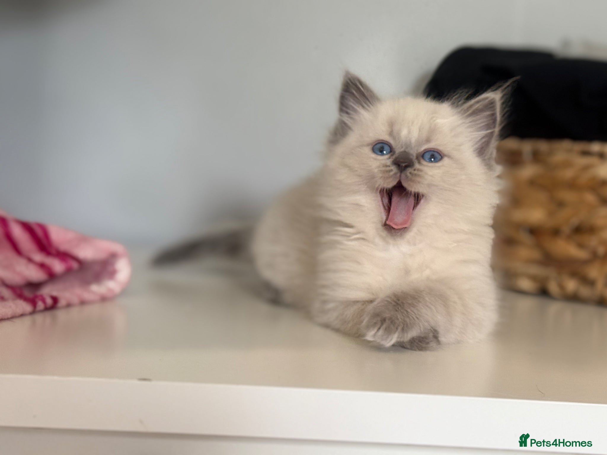 Mixed Breed cats Beautiful Ragdoll Cross Kittens – Available - Advert 1