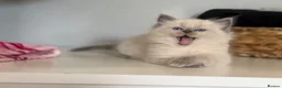 Mixed Breed cats for sale: Beautiful Ragdoll Cross Kittens – Available - Advert 6