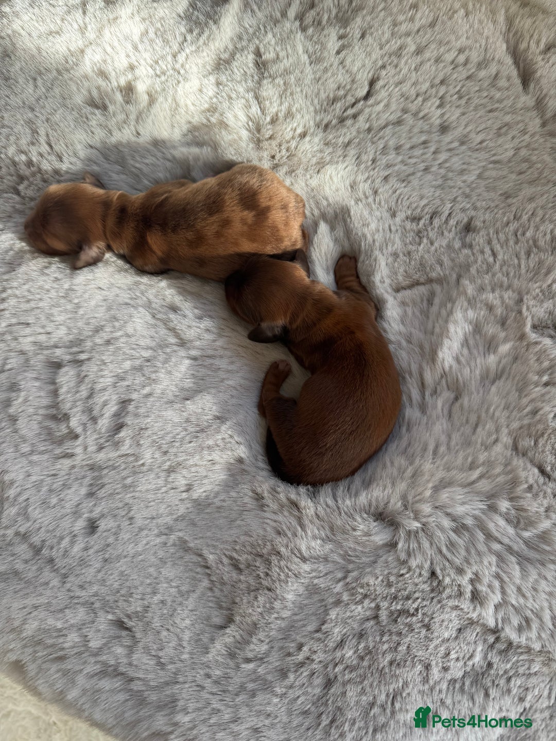 Miniature Dachshund dogs for sale: Long Haired ( Choclate Based ) Mini Dachshunds  - Advert 7
