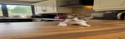 Domestic Shorthair cats for sale: 3 Beautiful Kittens Looking for Their Forever Home - Advert 26