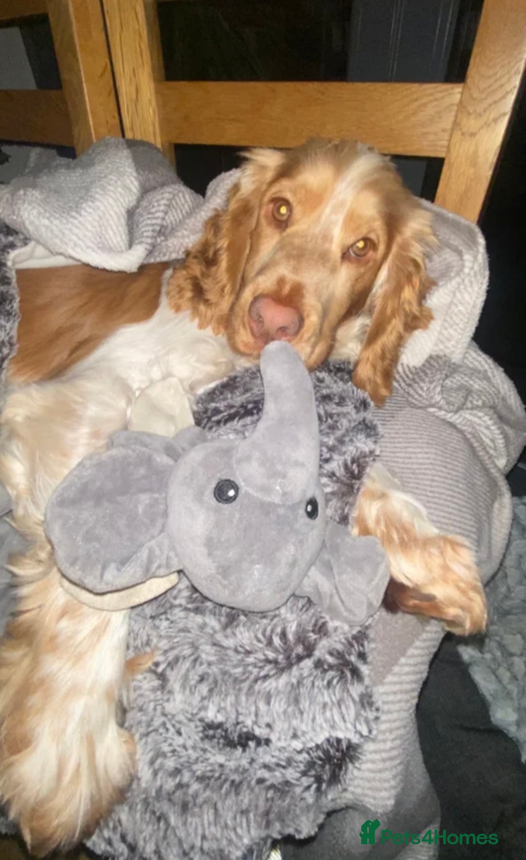 Cocker Spaniel dogs for sale: Exceptionally bred health tested KC Reg Cocker pup - Advert 8