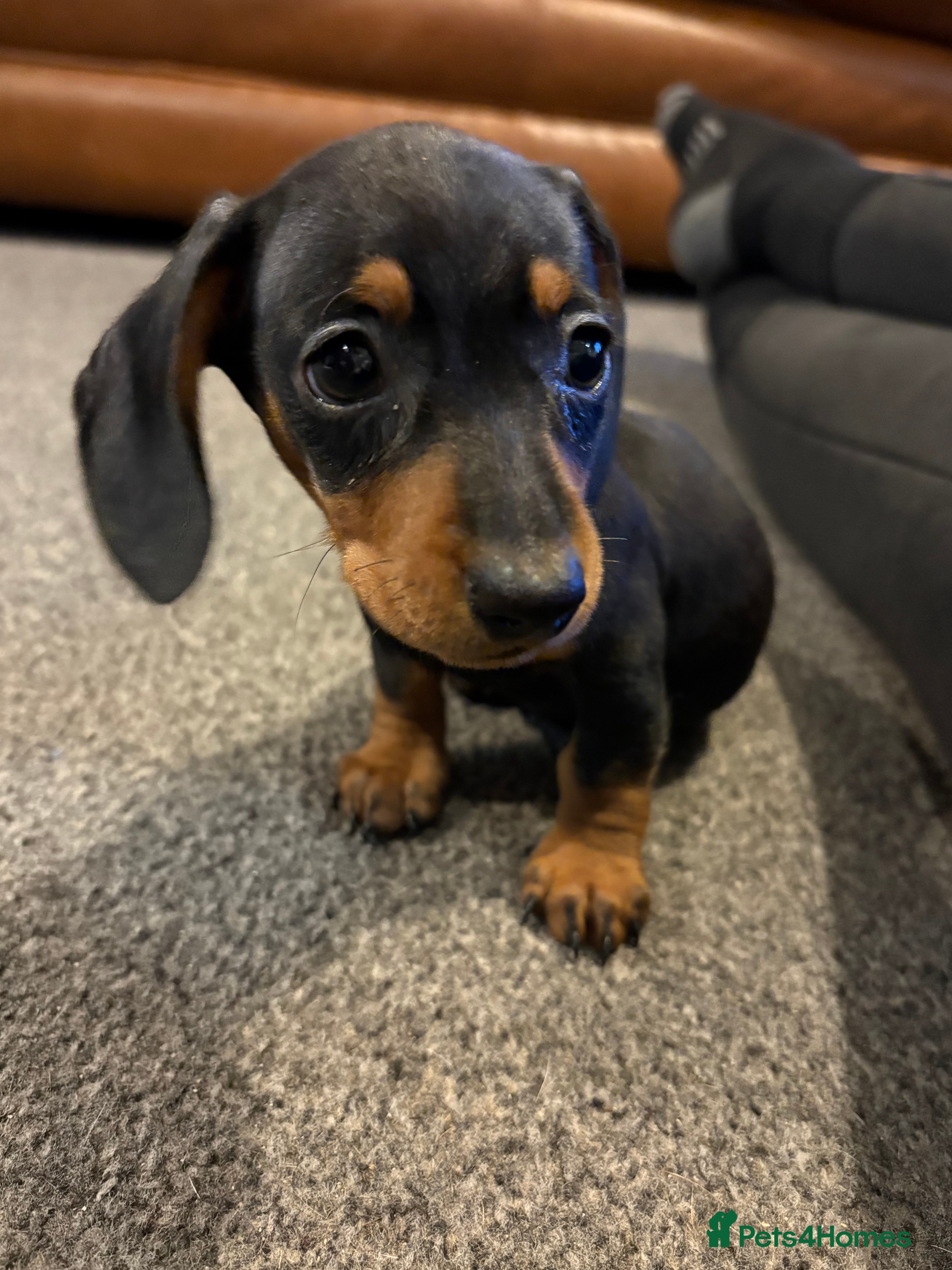 Miniature Dachshund dogs * Ready Now 2 LEFT * KC Miniature Dachshund - Advert 5