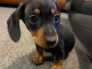 Miniature Dachshund dogs * Ready Now 2 LEFT * KC Miniature Dachshund - Advert 5