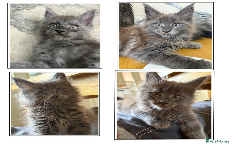 Maine Coon cats - Advert 6