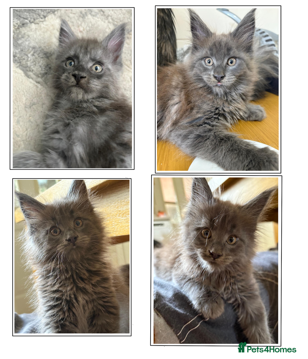 Maine Coon cats for sale: Last 2 Maine coon kittens  - Image 1