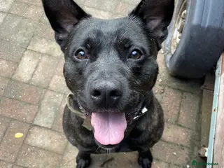 Mixed Breed dogs Lovely 3yr old dog - Advert 3