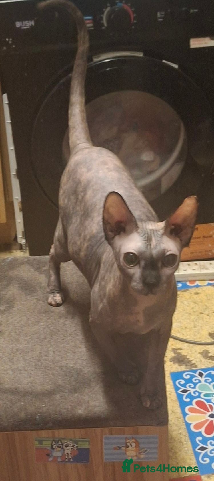 Sphynx cats 2 sphynx cats 2 years old - Advert 1
