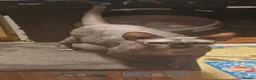 Sphynx cats for sale: 2 sphynx cats 2 years old in Ipswich - Advert 1
