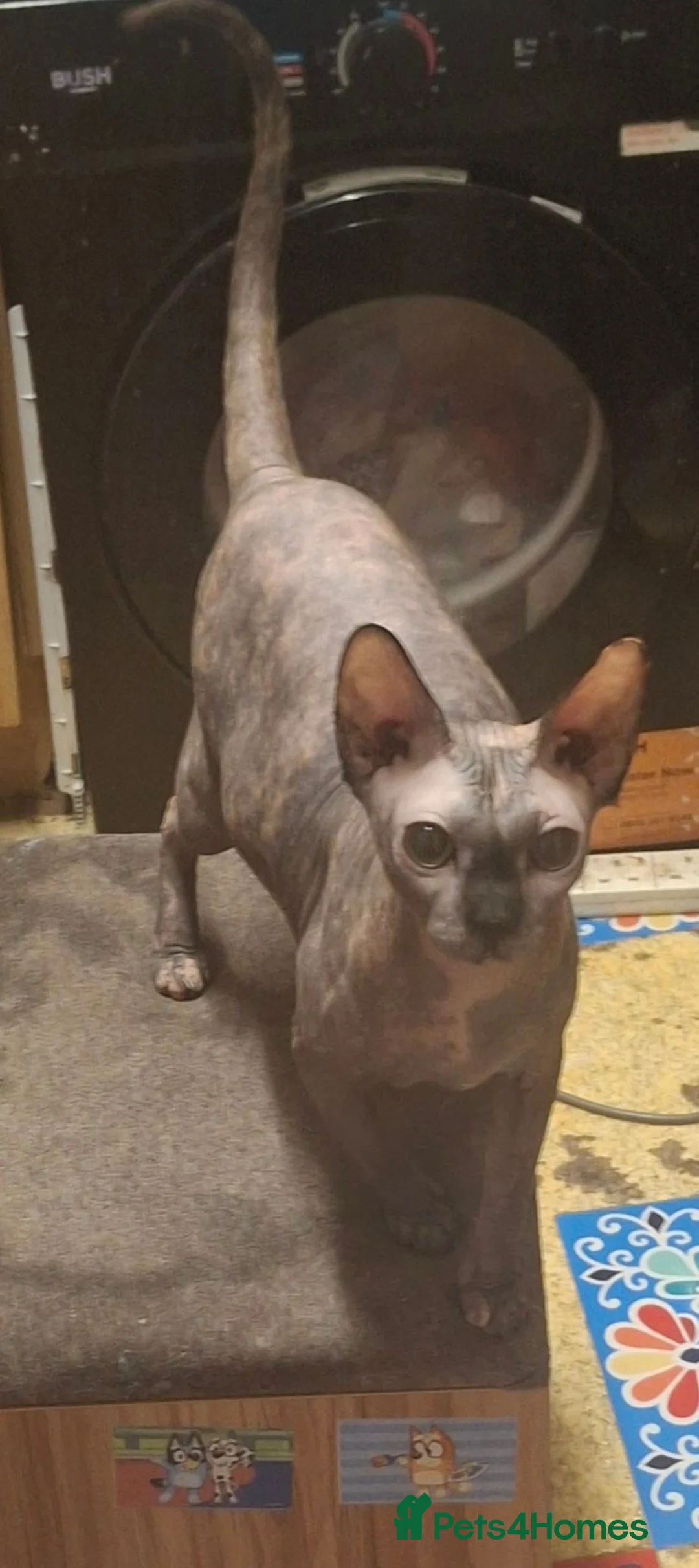 Sphynx cats for sale: 2 sphynx cats 2 years old in Ipswich - Advert 1