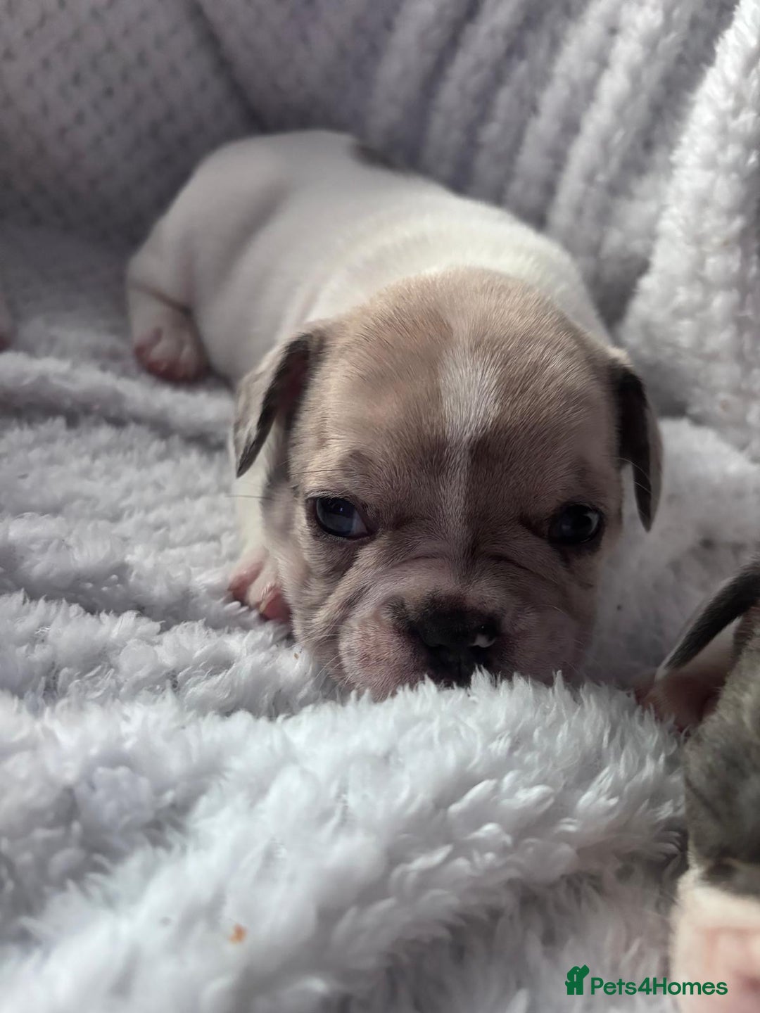 French Bulldog dogs for sale: French bulldog pups 3 females 2 males  - Image 8