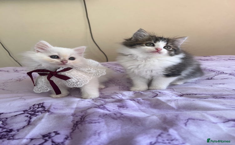 Turkish Angora cats - Advert 1