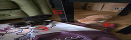 British Longhair cats for sale: Long haired kittens  in Waterlooville - Advert 9