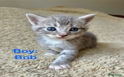 Exotic cats for sale: READY Silver Tabby cross exotic Fur Babies - Image 10