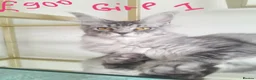 Maine Coon cats for sale: Black silver mackerel poly Girls TICA maine coon - Advert 6