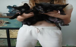 Mixed Breed cats for sale:  5 Black Tabbies - Image 2