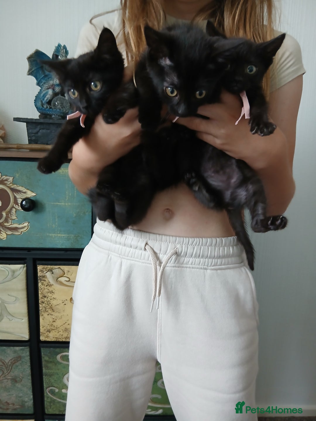 Mixed Breed cats for sale:  5 Black Tabbies - Image 2
