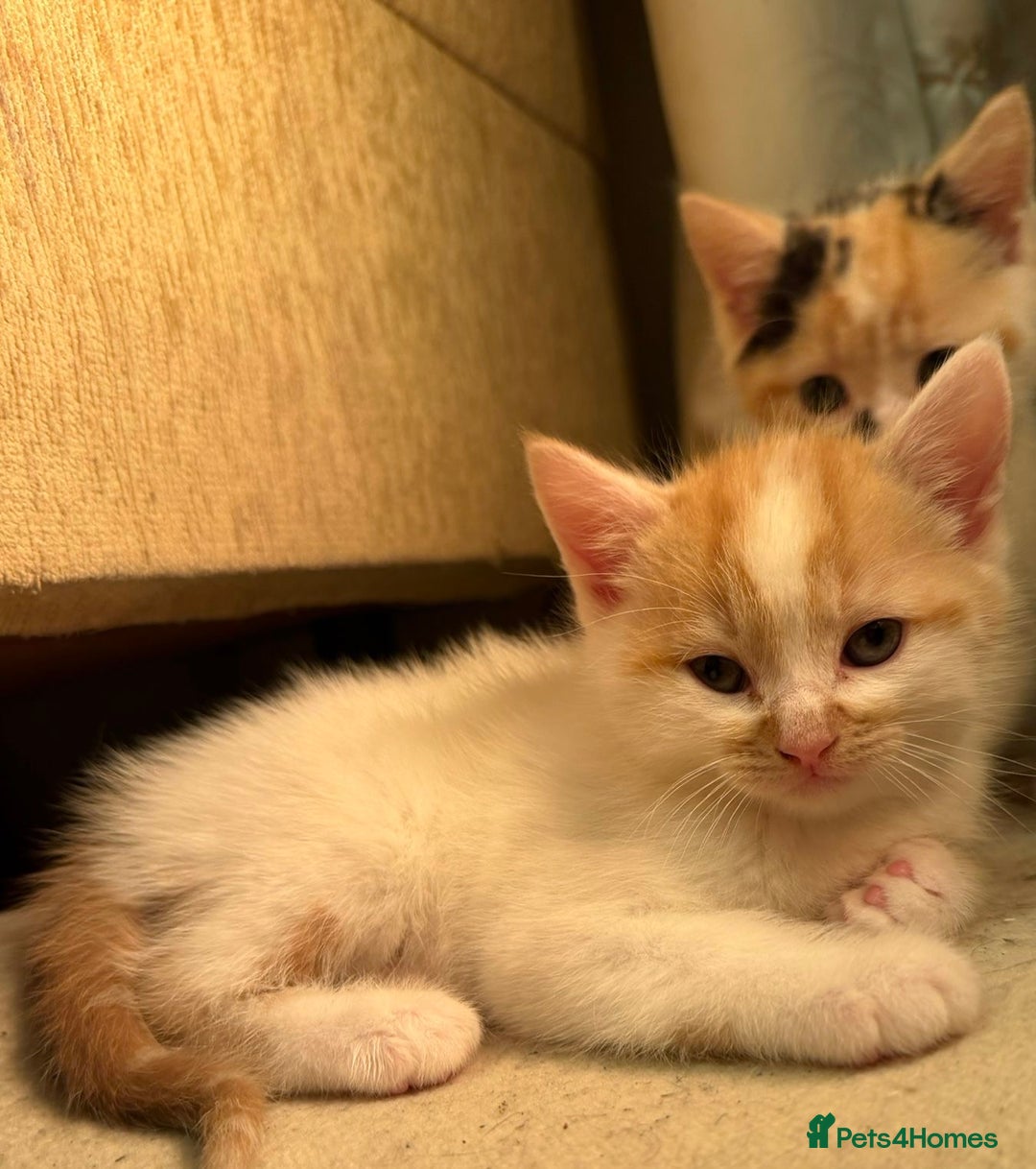 Mixed Breed cats for sale: Cat and kittens available  - Advert 3