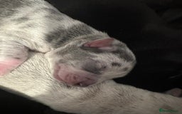 Chihuahua dogs for sale: 4 Stunning Male Apple Head Chihuahua Puppies - Image 2