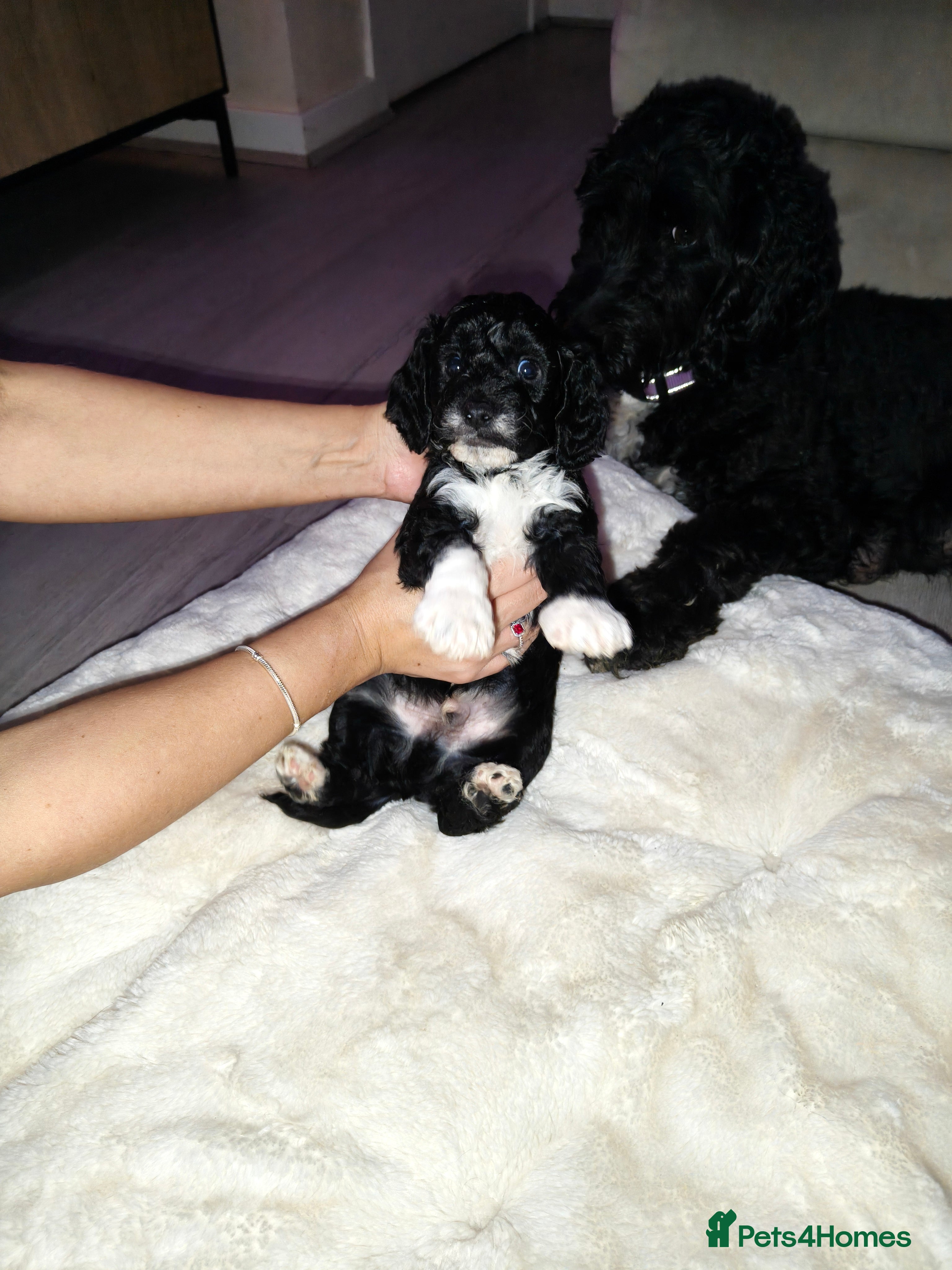 Cockapoo dogs F1b Cockapoo Puppies – 6 Newborn Pups - Advert 18