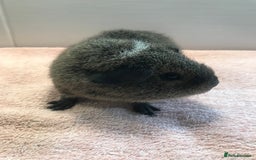 Guinea Pig rodents for sale: Tweedy boar and Lemon Rex Sow - Image 3
