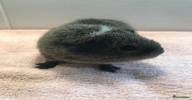 Guinea Pig rodents - Advert 8