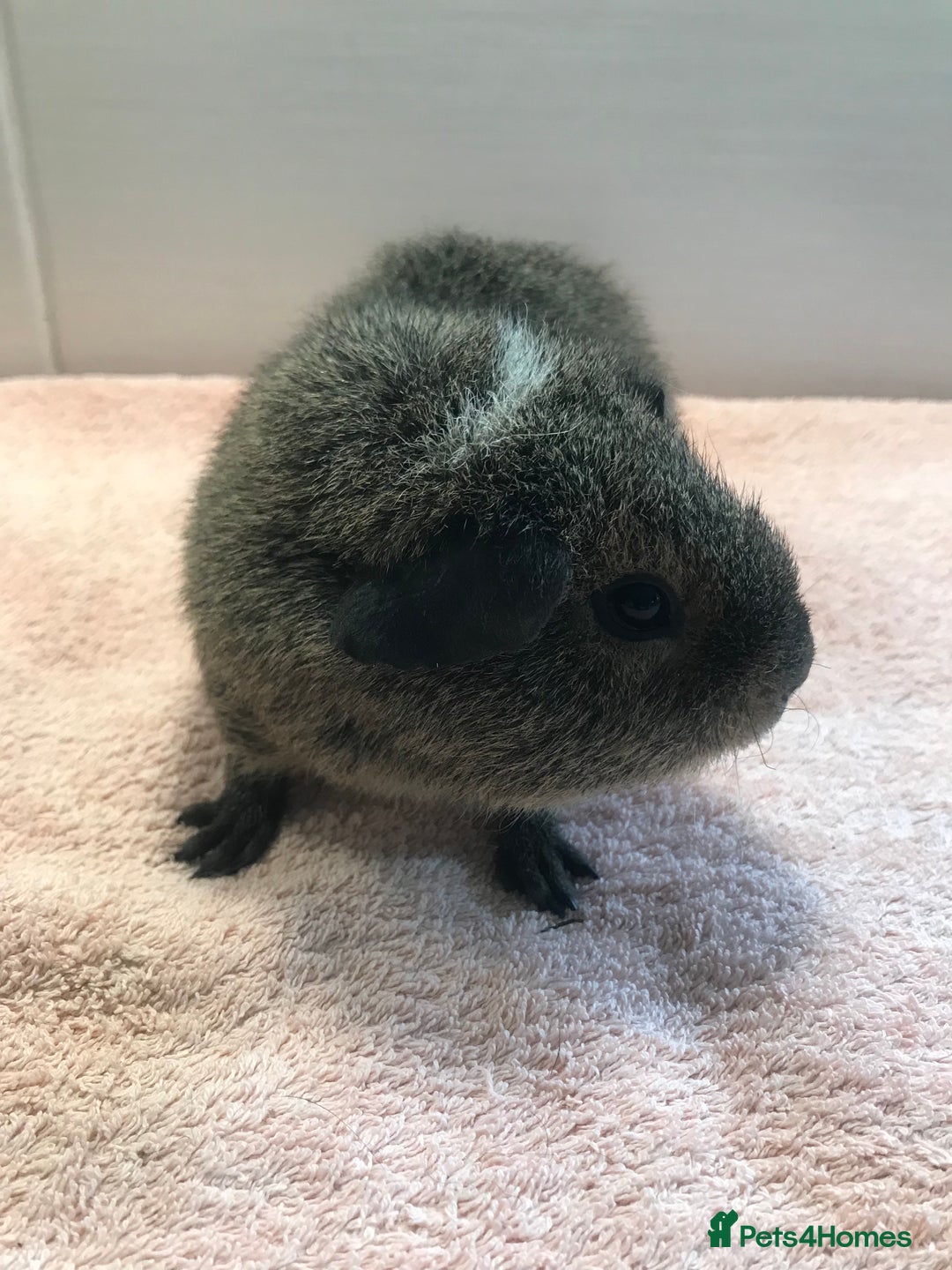 Guinea Pig rodents for sale: Tweedy boar and Lemon Rex Sow - Image 3