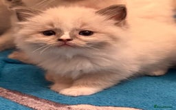 Ragdoll cats for sale: GCCF Champion Mink & blue point Ragdolls - Image 8