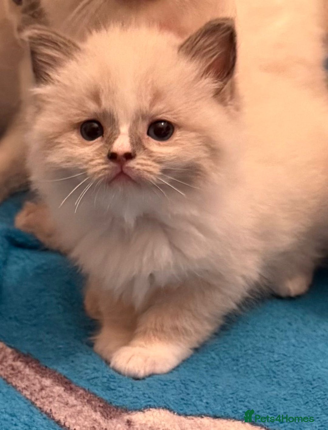 Ragdoll cats for sale: GCCF Champion Mink & blue point Ragdolls - Image 8